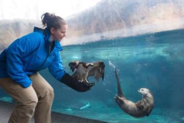 Sarah Hill, locutora de Radio Free Radio y amante de los animales, vio este tuit y se lo reenvió al Virginia Aquarium & Marine Science Center en forma de reto. "Movéis @VAAquarium  ;-) ". 
Y respondieron con esta imagen y estas palabras: "@Sarah #challengeaccepted (aceptamos el desafío). Vemos el cachorro de foca del @National Zoo y subimos con un combo de águila pescadora y nutria".