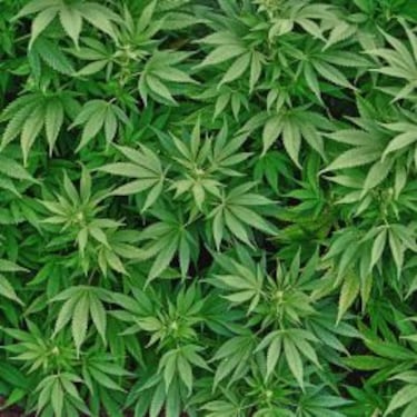 La absurda pol¨ªtica contra la marihuana que defiende la NFL