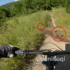 Dos ciclistas casi atropellan a dos crías de oso y les acaba persiguiendo la madre enfurecida