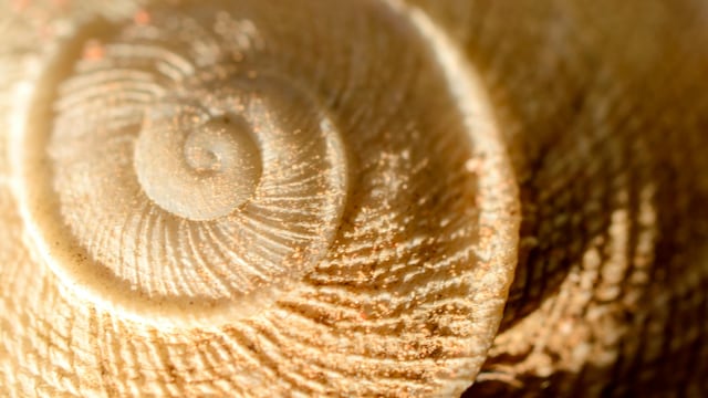 A British boy has found Jurassic-era fossils while working in the front garden of his family’s new home in Matlock, Derbyshire.