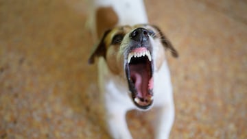A lively Jack Russell Terrier caught mid-yawn or howl, showcasing its energetic personality