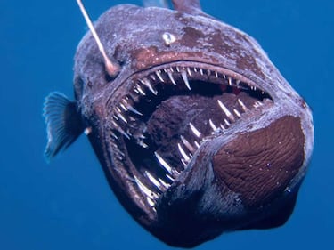 Mystery of the fish christened ‘Black Devil Fish’ revealed