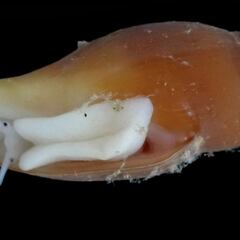 Hallan un nuevo molusco en Almería