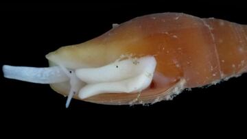 Epistocomitra angelesae, un molusco gaster&oacute;podo de apenas dos cent&iacute;metros de largo que habita en fondo arenosos con restos de coral muerto en monta&ntilde;as submarinas entre 250 y 320 metros de profundidad
 IEO
 01/02/2022