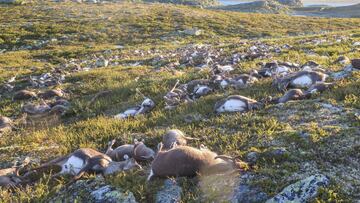 M&aacute;s de 300 renos han muerto por un rayo en un parque natural en Noruega.