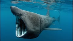 ¡Un tiburón de 8 m. en Granada! Y nadando bien cerca de la orilla... La Guardia Civil tuvo que actuar