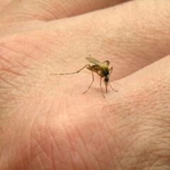 Invasión de mosquitos en Buenos Aires: ¿puede transmitir el COVID-19?