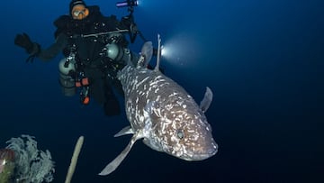 The rare encounter off Indonesia’s Moluccas could unlock secrets of a species that predates the dinosaurs.