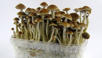 Se inyecta un t谷 de hongos alucin車genos, tiene infecci車n y le crecen hongos en las venas