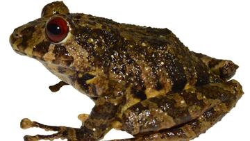 Descubren una nueva especie de rana: tiene nombre de banda de rock