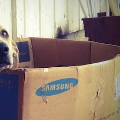 10 accesorios que agradecerán nuestras mascotas