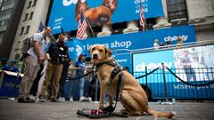 A dog sits in front of the New York Stock Exchange (NYSE) during Chewy Inc.'s initial public offering (IPO) in New York, U.S., on Friday, June 14, 2019. PetSmart Inc.-controlled Chewy Inc. surged in its first day of trading after raising $1.02 billion in an initial public offering, as investors bet that pet owners will do more of their shopping online for everything from cat food to doggy sweaters. Photographer: Michael Nagle/Bloomberg
