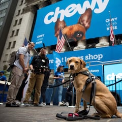 Ofrecen $10.000 dólares para que tus mascotas sean “probadores de juguetes”: cómo inscribirse