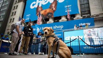 A dog sits in front of the New York Stock Exchange (NYSE) during Chewy Inc.'s initial public offering (IPO) in New York, U.S., on Friday, June 14, 2019. PetSmart Inc.-controlled Chewy Inc. surged in its first day of trading after raising $1.02 billion in an initial public offering, as investors bet that pet owners will do more of their shopping online for everything from cat food to doggy sweaters. Photographer: Michael Nagle/Bloomberg