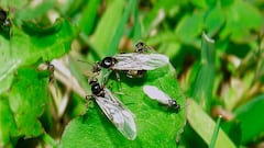 ¿Por qué las hormigas voladoras del otoño han aparecido en verano este año?