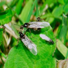 ¿Por qué las hormigas voladoras del otoño han aparecido en verano este año?