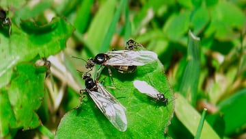 ¿Por qué las hormigas voladoras del otoño han aparecido en verano este año?
