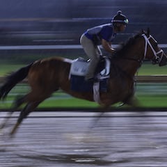 Kentucky Derby 2024: how much do race horses cost? How much does it cost to maintain them?