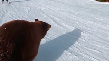Oso negro cruzando una pista de esqu¨ª en Lake Tahoe (Estados Unidos).