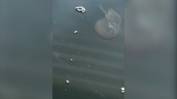 Viralizan un cangrejo montado en una medusa en el mar: “Parece un capítulo de Bob Esponja”