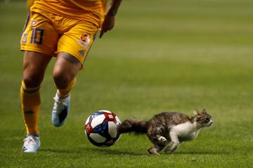 Divertida imagen de un gato en el césped durante el partido entre los Tigres UANL y el Real Salt Lake en Utah, Estados Unidos.


 