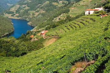 La Ribeira Sacra del Miño es una de las grandes zonas vitivinícolas de Galicia. El paisaje de viñedo combinado con la frondosa vegetación y la presencia de un rico legado románico crean un conjunto exuberante. Partiendo de Chantada se puede disfrutar de un itinerario que recorre los márgenes del río, con un sorprendente final en Os Peares donde el Sil y el Miño deciden juntarse.