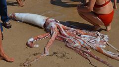 Calamar gigante