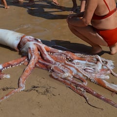 Encuentran un calamar de 3 metros en las islas Canarias
