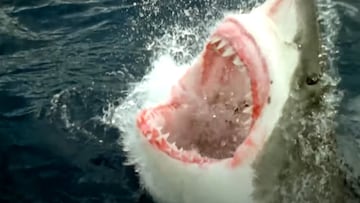 Un tibur&oacute;n blanco abre la boca ense&ntilde;ando sus dientes mientras sale a la superficie. 