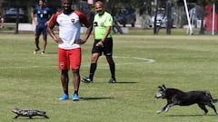 La foto del lagarto overo, el perro y la Pantera de Newell's que da la vuelta al mundo