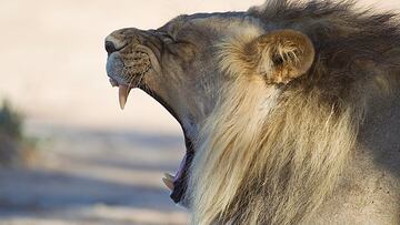 Alerta por un león suelto en el sur de Berlín