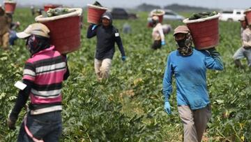 Inmigrantes indocumentados trabajando en el capo, USA.