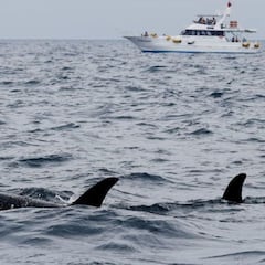 Descubren la posible causa de los ataques de las orcas en Cádiz