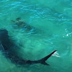 Graban a un tiburón cazando una tortuga junto a un surfista