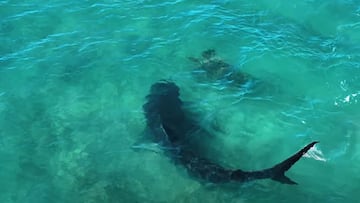 Tiburón tigre atacando a una tortuga en Maui