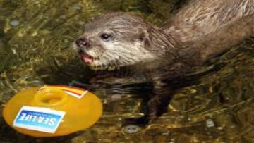 La nutria asiática "Maya", que vive en el acuario " Sea Life" de Benalmádena (Málaga), ha pronosticado que la selección española de fútbol ganará a Portugal en el partido que jugarán mañana consiguiendo así el pase a la final de la Eurocopa 2012.