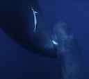 Graban las primeras imágenes de lactancia de un cachalote