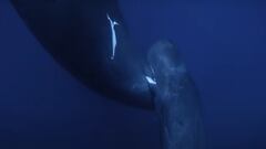 Una cr&iacute;a de cachalote bebe leche de su madre en el mar. 