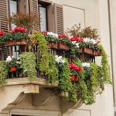 La Ley de Propiedad Horizontal lo confirma: si un vecino cuelga las macetas del balcón, puedes apelar al artículo 7.2