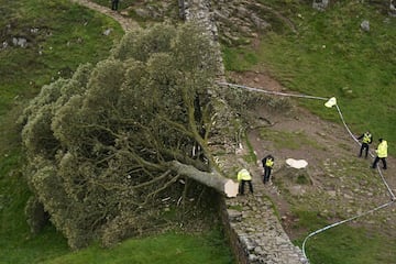 Sycamore Gap Tree