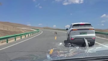 Captan la pelea de dos marmotas en mitad de una carretera