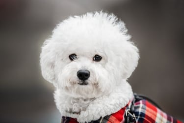 Las razas de perros que mejor se adaptan a un piso: ?cu¨¢les son y qu¨¦ debemos tener en cuenta?