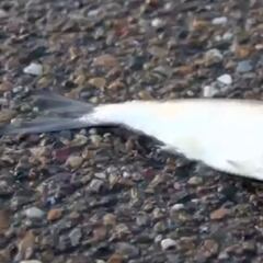 Cae una extraña lluvia de peces en Texas: "No es una broma"