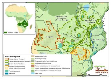 Check out the forest the size of México you probably never heard about