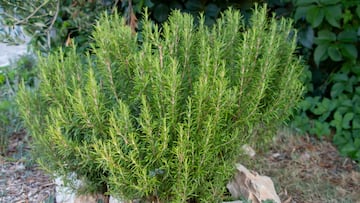 Ni el arándano, ni la hoja de olivo: esta es la planta medicinal que mejorará su circulación en las piernas