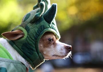 Tompkins Square Park es un parque de cuatro hectáreas del East Side de Manhattan en Nueva York donde se han reunido numerosos perros disfrazados para Halloween.