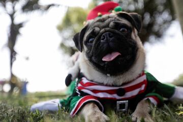 En Lima, la capital de Perú ubicada en la árida costa del Pacífico del país, han celebrado un concurso navideño para los mejores amigos del hombre.