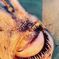 Avistan un extraño pez en la playa surfera nudista más famosa