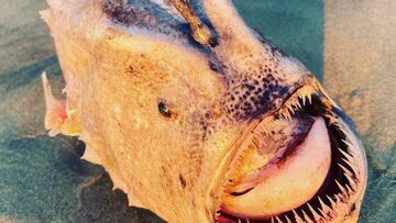Un pez abisal muerto y varado en la playa de Black's Beach, San Diego (California, Estados Unidos).