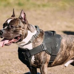 Fin a la lista de perros peligrosos: ¿qué razas son los PPP y cómo funcionará la nueva normativa?